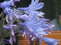 k-IMG_7014 Agapanthus Black Panther.webp