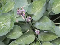 k-IMG_7020 Hosta wunderschön.webp