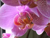 k-IMG_7587 Phalaenopsis Vlinderorchidee.webp