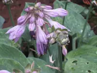 k-IMG_7018 Hosta wunderschöne Blüte.webp