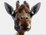 Giraffe neugierig.gif