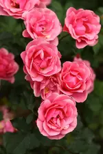 IMG_8091.webp