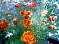Tagetes.webp