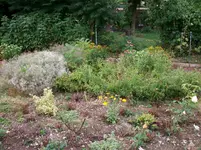 Vorgarten Beet 004.webp