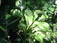PIC00297.webp