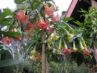 Judi_Frost_06.webp