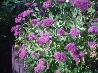 PIC00300.webp
