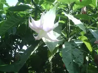 Blüte.webp
