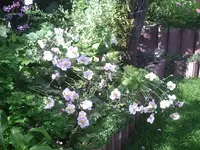 Herbstanemonen.webp