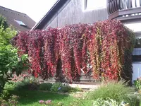 Pergola.webp