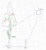 Rose.webp