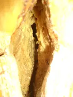 CIMG7357.webp