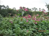 a IMG_0290.webp