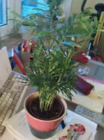 DSC00747.webp