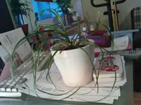 DSC00749.webp