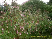 JD500181.webp
