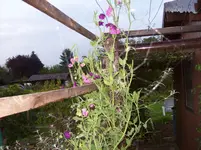 Edelwicke.webp