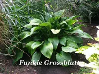 _1024_Funkie Grossblatt.webp