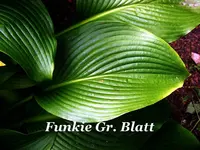 _Funkie Gr.blatt.webp