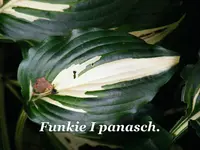 _Funkie I.webp