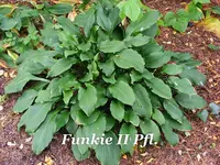 _Funkie II Pfl.DSCF0228.webp
