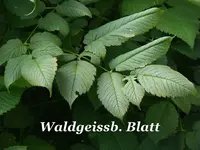 _Waldgeissbart I.webp