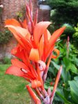 Canna orange IV.jpg