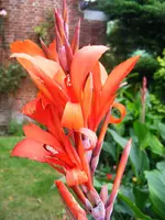 Canna orange IV.webp
