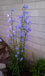 IMAG0185.webp