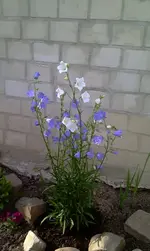 IMAG0183.webp