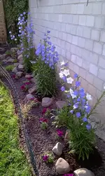 IMAG0187.webp