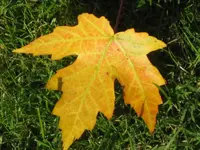 36447.webp