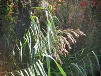 36450.webp