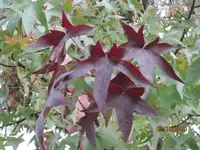 Bild 169.webp