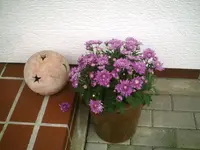 PIC00346.webp