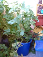 DSCF0003.webp
