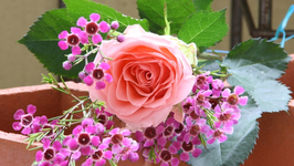 IMG_7487a.webp