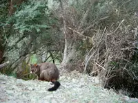 NZ Possum v.webp