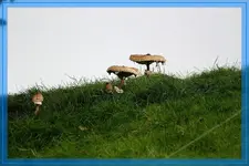 comp_comp_IMG_4871.webp