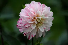 comp_IMG_5438.webp