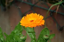 comp_IMG_5445.webp