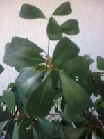 Bild0373.webp