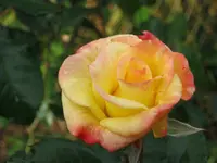 001.webp