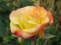 002.webp