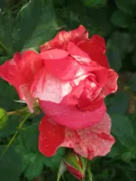 011.webp
