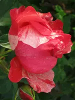 012.webp