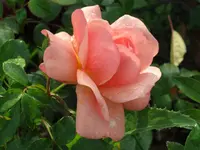 003.webp