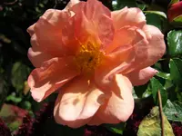 034.webp