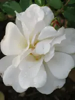 005.webp