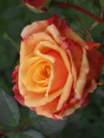 006.webp